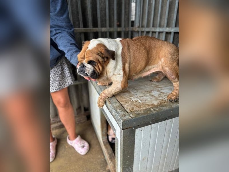 Passion, freundliches Englisch Bulldoggen Mädchen geb. 2018