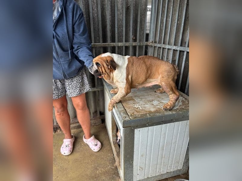 Passion, freundliches Englisch Bulldoggen Mädchen geb. 2018