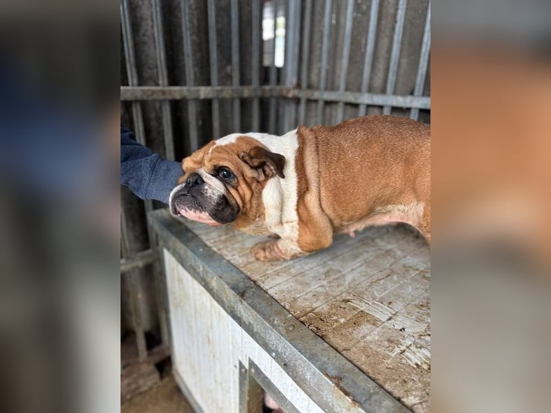 Passion, freundliches Englisch Bulldoggen Mädchen geb. 2018