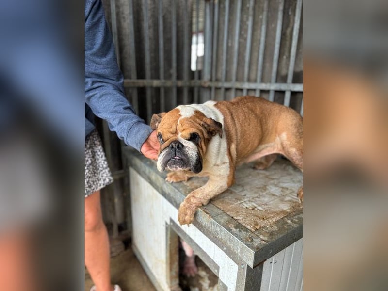 Passion, freundliches Englisch Bulldoggen Mädchen geb. 2018