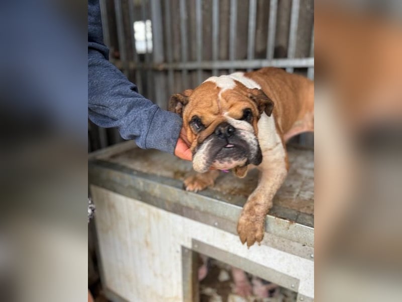 Passion, freundliches Englisch Bulldoggen Mädchen geb. 2018