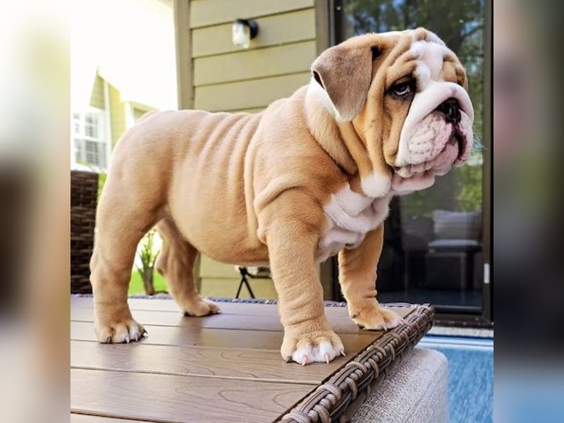 Schöne englische Bulldoggenwelpen