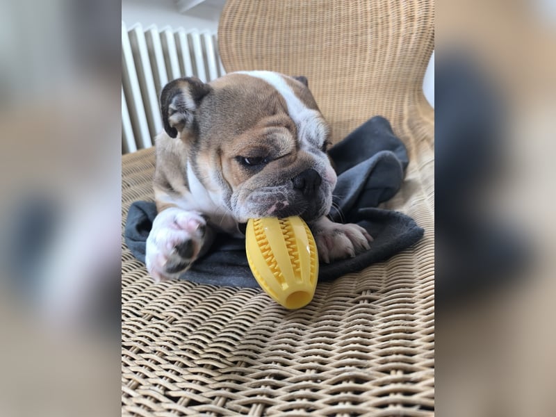 Liebenswerte 4jährige englische Bulldogge Hündin Kinderlieb, Katzen verträglich