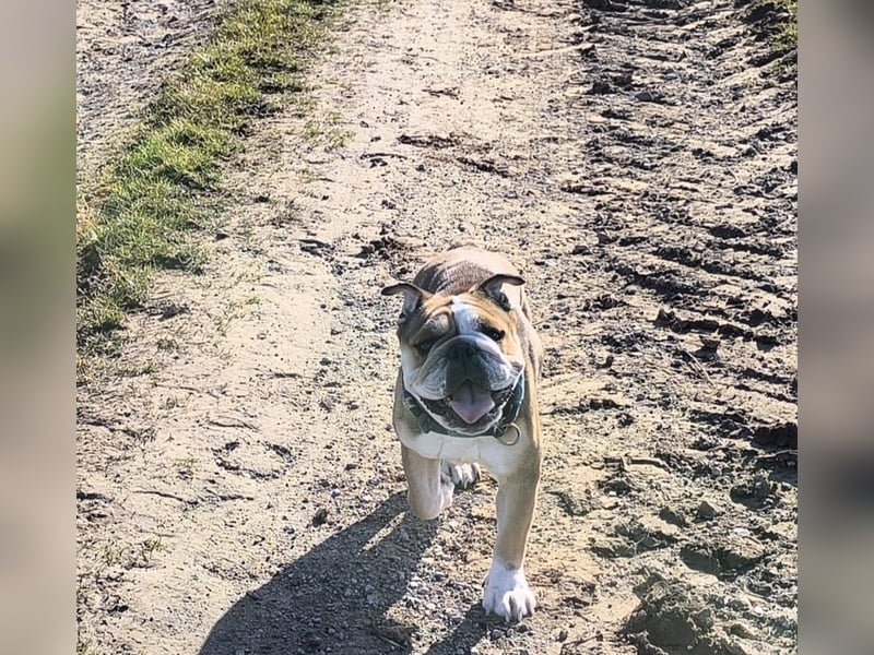 Liebenswerte 4jährige englische Bulldogge Hündin Kinderlieb, Katzen verträglich