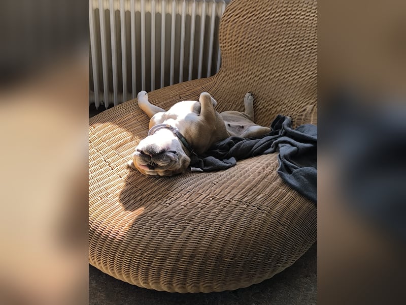 Liebenswerte 4jährige englische Bulldogge Hündin Kinderlieb, Katzen verträglich