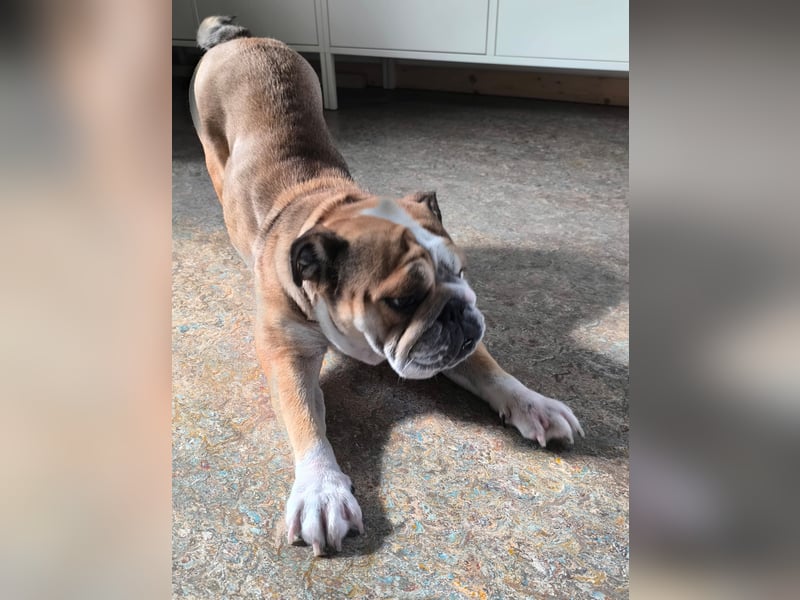 Liebenswerte 4jährige englische Bulldogge Hündin Kinderlieb, Katzen verträglich
