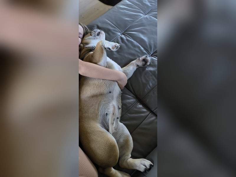 Liebenswerte 4jährige englische Bulldogge Hündin Kinderlieb, Katzen verträglich