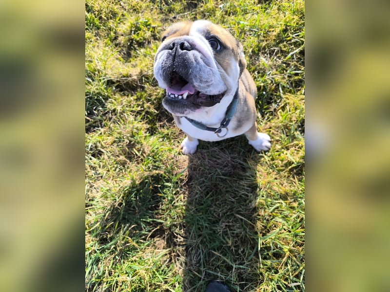 Liebenswerte 4jährige englische Bulldogge Hündin Kinderlieb, Katzen verträglich
