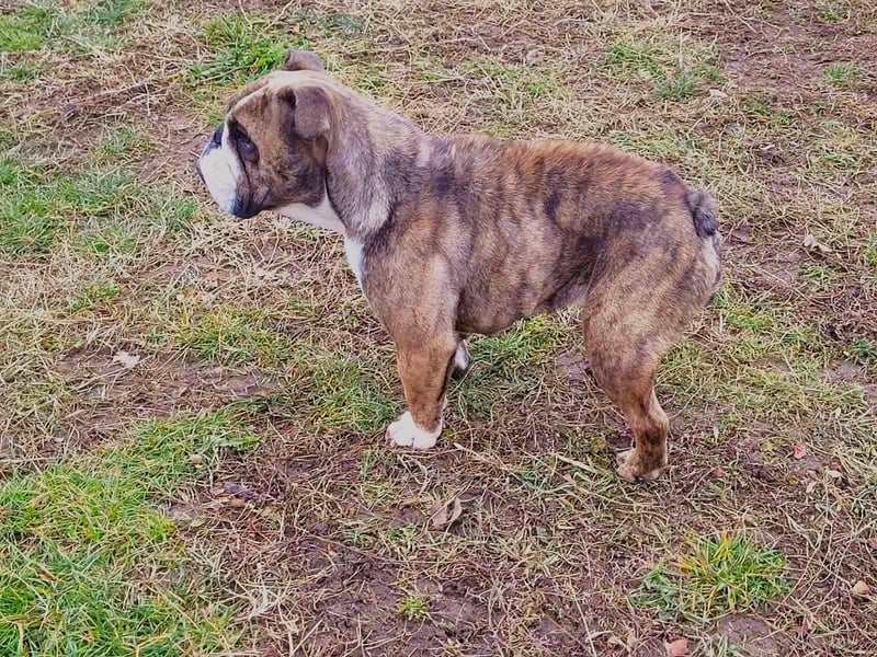  Heidi – kleine English Bulldog-Lady sucht Rasseliebhaber