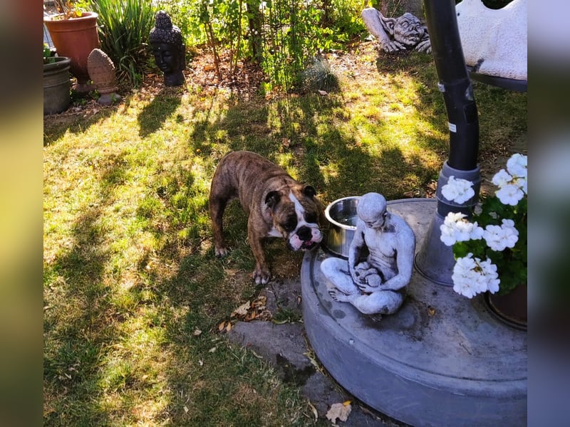  Heidi – kleine English Bulldog-Lady sucht Rasseliebhaber