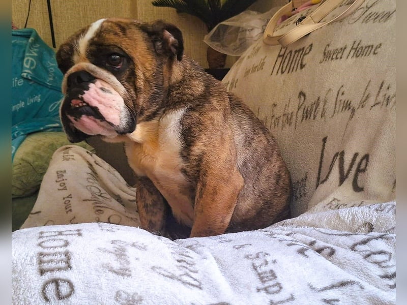  Heidi – kleine English Bulldog-Lady sucht Rasseliebhaber