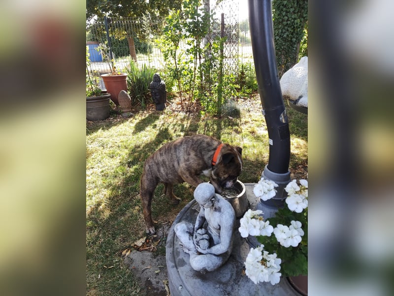  Heidi – kleine English Bulldog-Lady sucht Rasseliebhaber