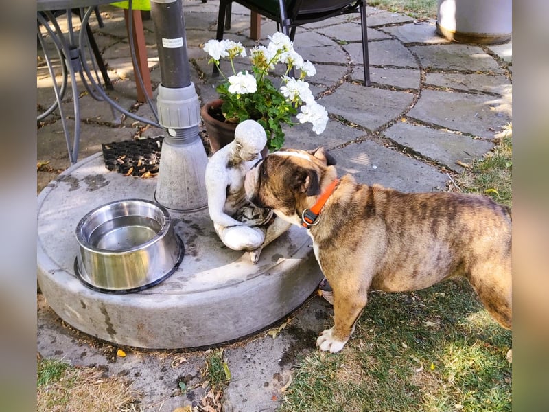  Heidi – kleine English Bulldog-Lady sucht Rasseliebhaber