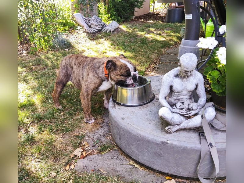  Heidi – kleine English Bulldog-Lady sucht Rasseliebhaber