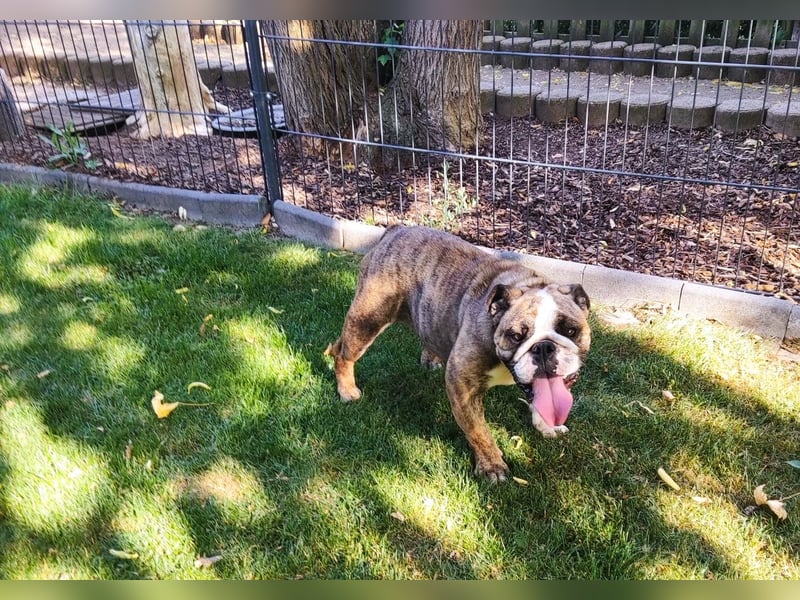  Heidi – kleine English Bulldog-Lady sucht Rasseliebhaber