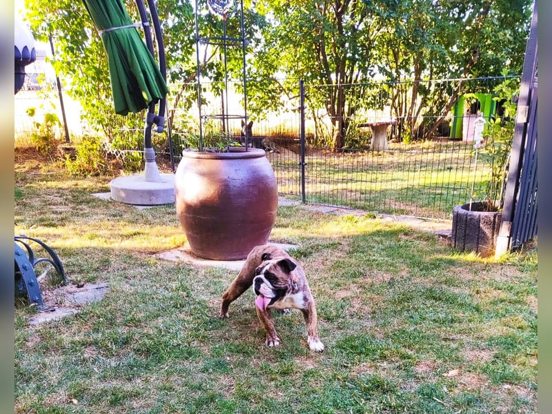  Heidi – kleine English Bulldog-Lady sucht Rasseliebhaber