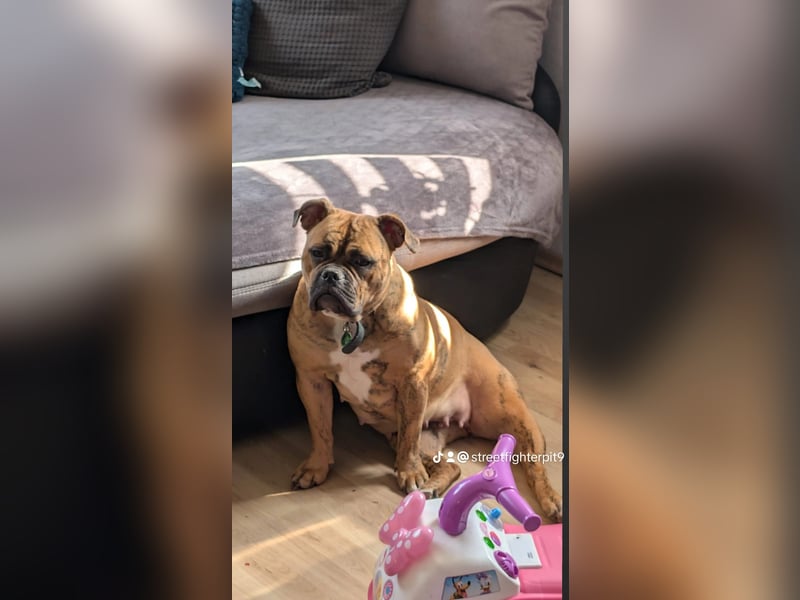 Old Englisch Bulldogge