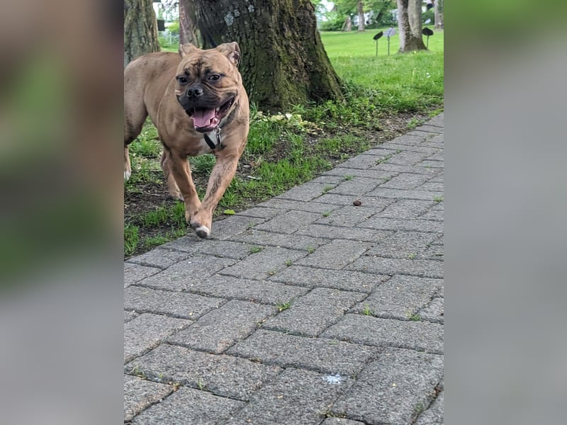 Old Englisch Bulldogge