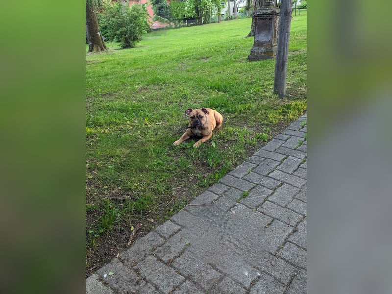 Old Englisch Bulldogge