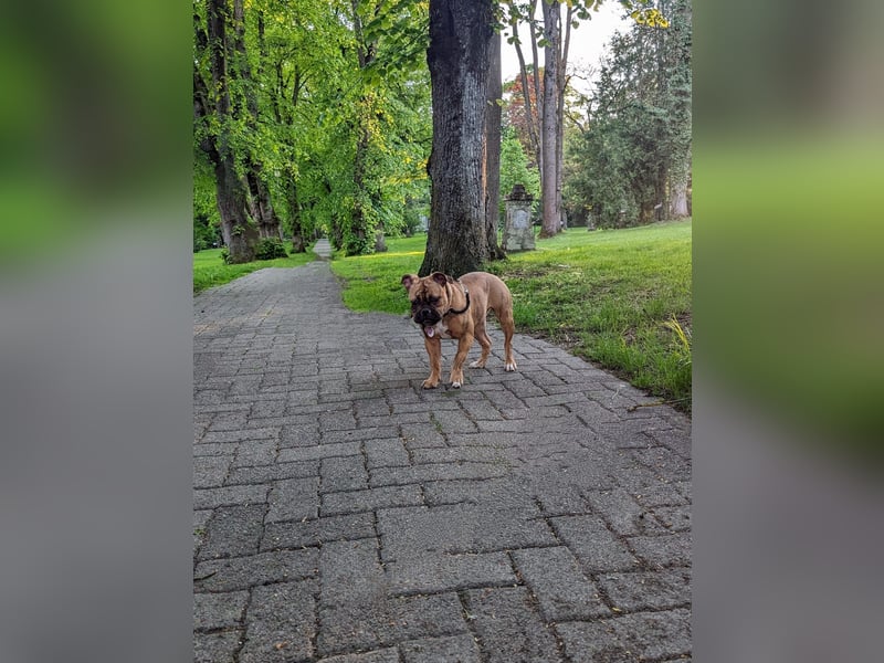 Old Englisch Bulldogge