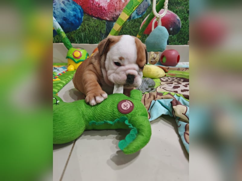 Englische Bulldogge Welpen mit FCI Papiere