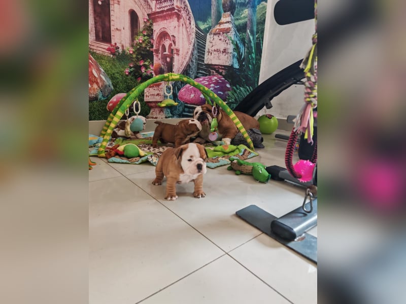 Englische Bulldogge Welpen mit FCI Papiere
