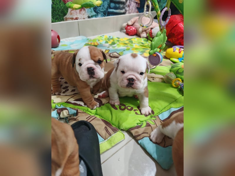 Englische Bulldogge Welpen mit FCI Papiere