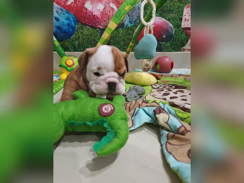 Englische Bulldogge Welpen mit FCI Papiere