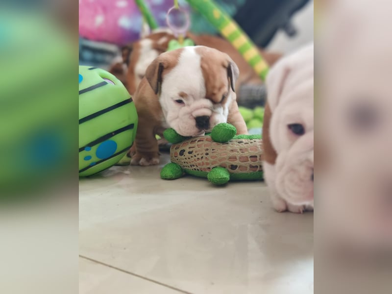 Englische Bulldogge Welpen mit FCI Papiere