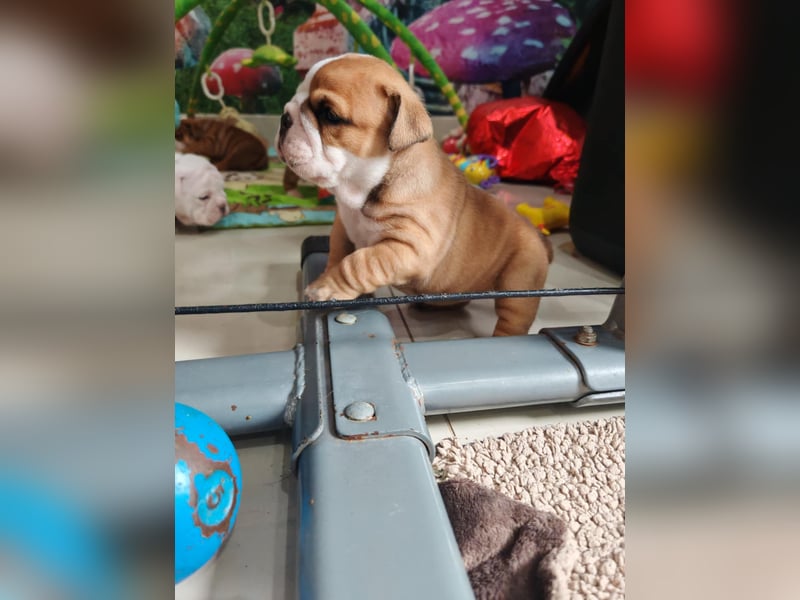 Englische Bulldogge Welpen mit FCI Papiere
