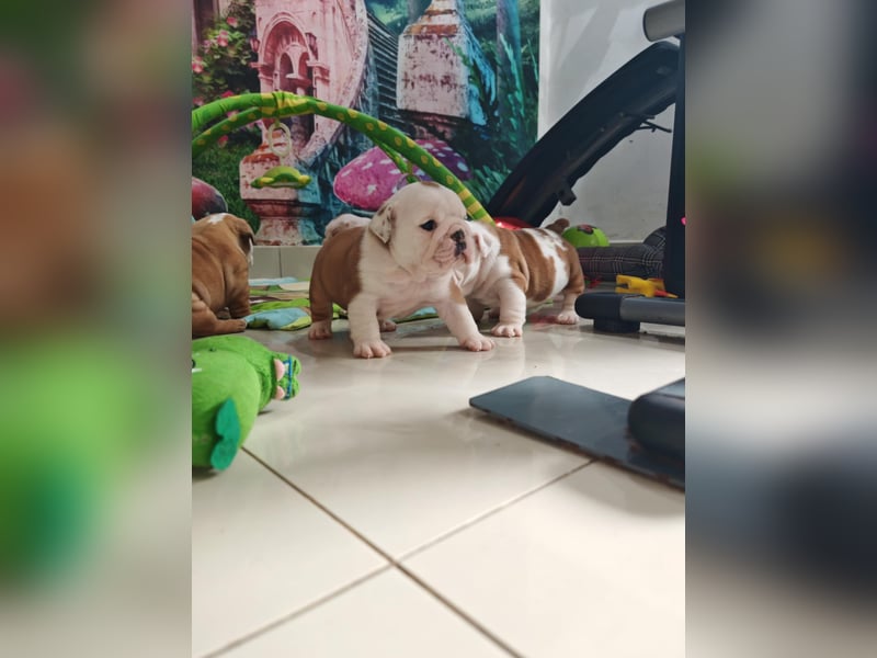 Englische Bulldogge Welpen mit FCI Papiere