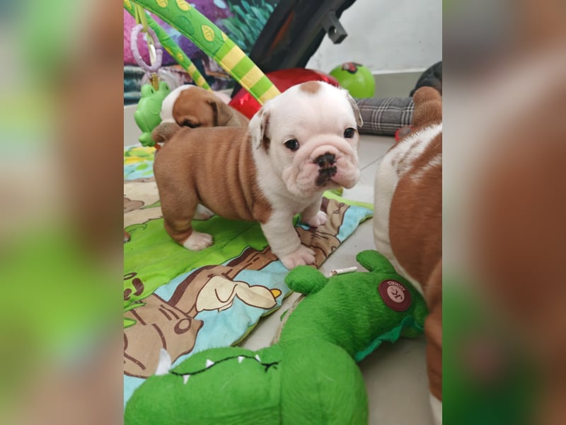 Englische Bulldogge Welpen mit FCI Papiere