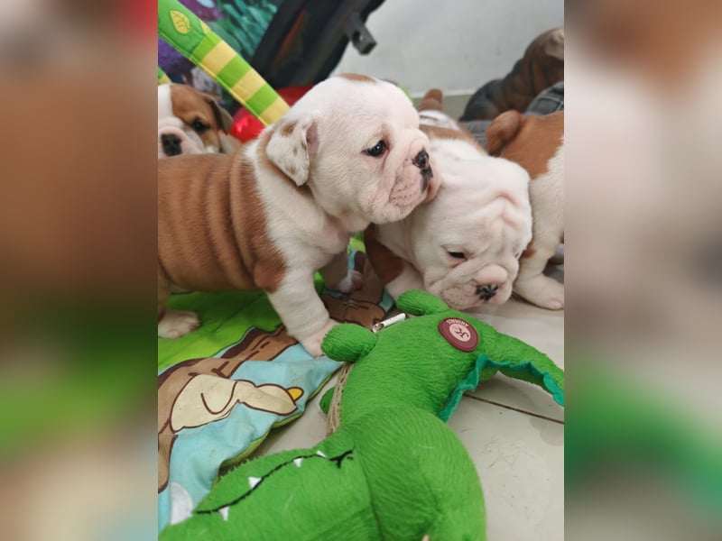 Englische Bulldogge Welpen mit FCI Papiere