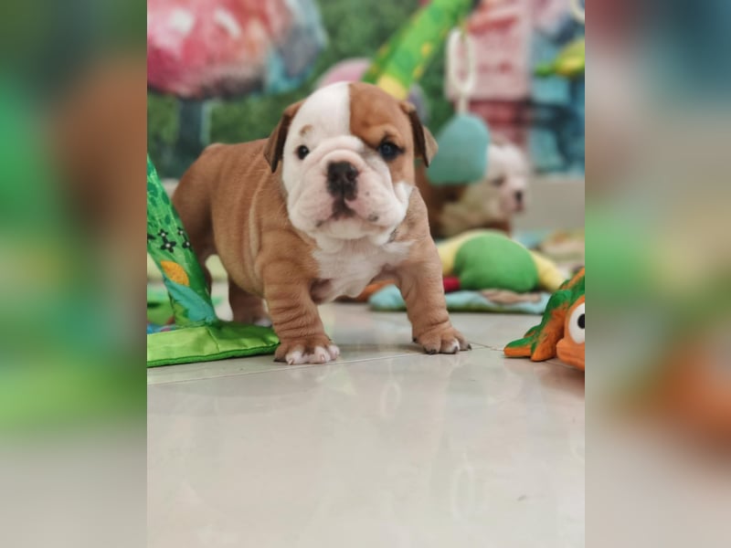 Englische Bulldogge Welpen mit FCI Papiere