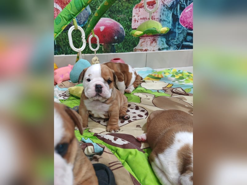 Englische Bulldogge Welpen mit FCI Papiere