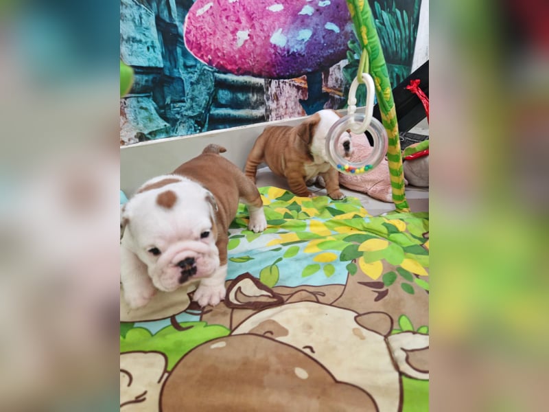 Englische Bulldogge Welpen mit FCI Papiere