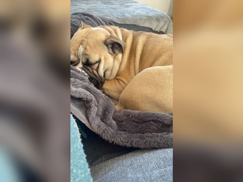 Englische Bulldogge