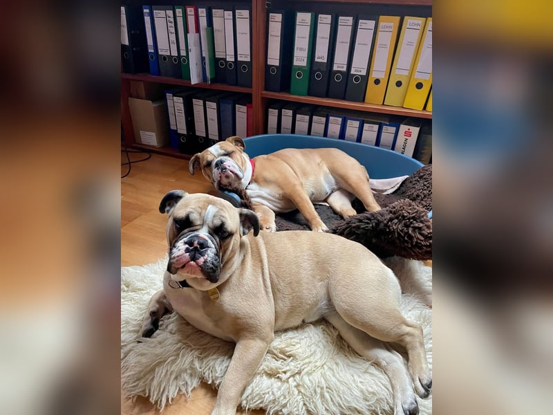 Englische Bulldogge