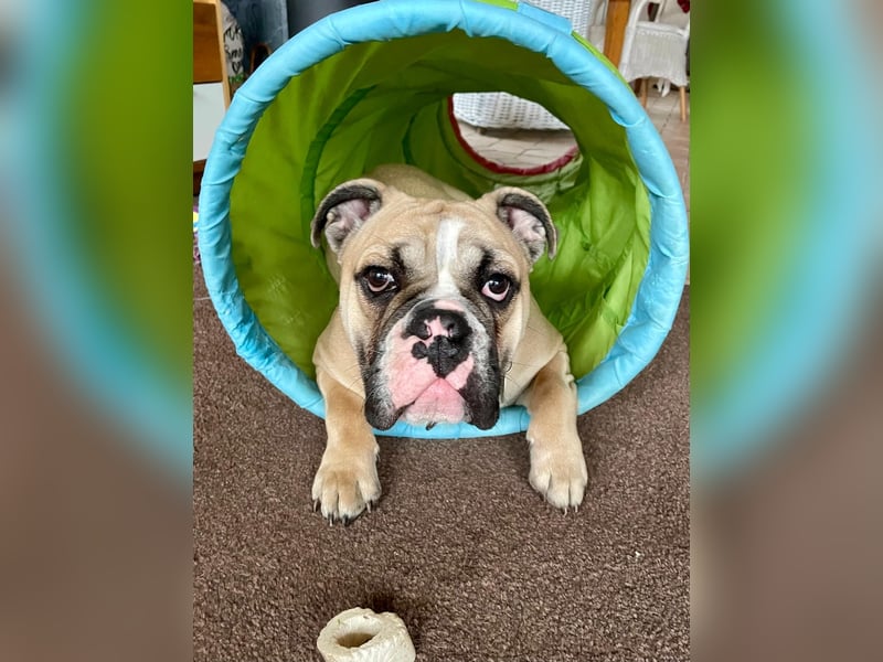 Englische Bulldogge