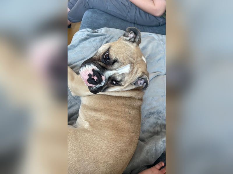 Englische Bulldogge