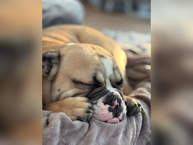 Englische Bulldogge
