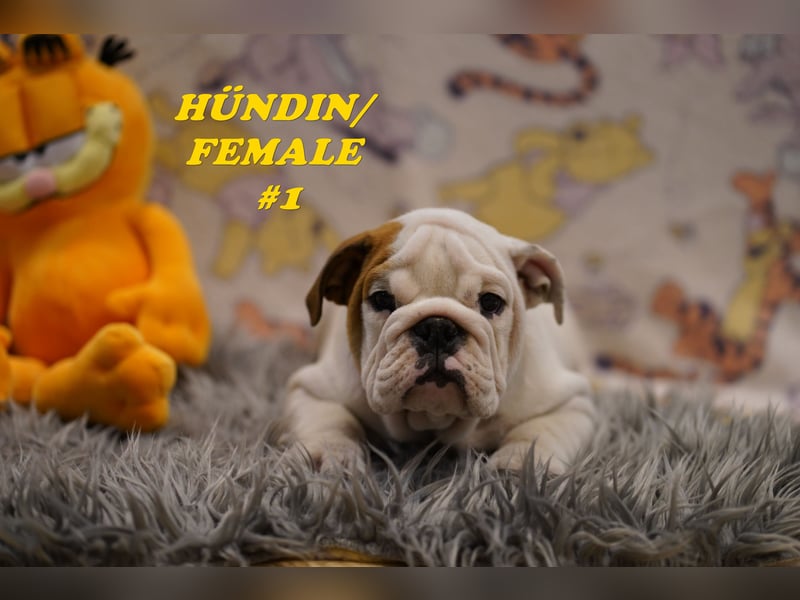 Reinrassige Freiatmende Englische Bulldogge Welpen auf Familiensuche