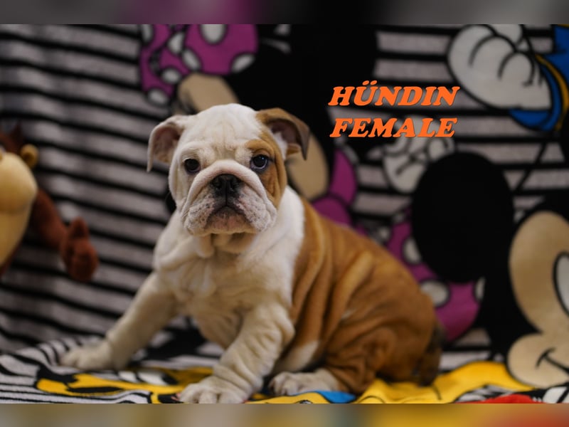 Bezaubernde  & Freiatmende Englische Bulldogge Babys auf Familiensuche