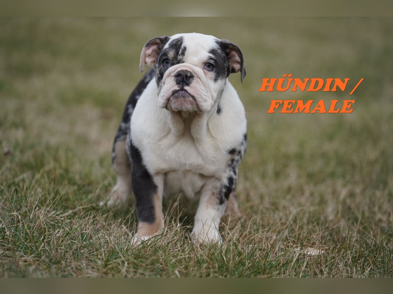 Bezaubernde  & Freiatmende Englische Bulldogge Babys auf Familiensuche