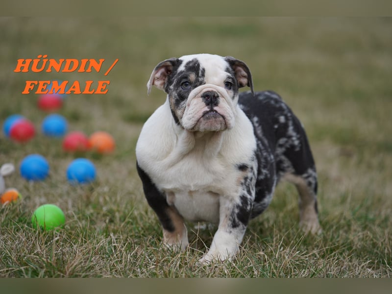 Bezaubernde  & Freiatmende Englische Bulldogge Babys auf Familiensuche