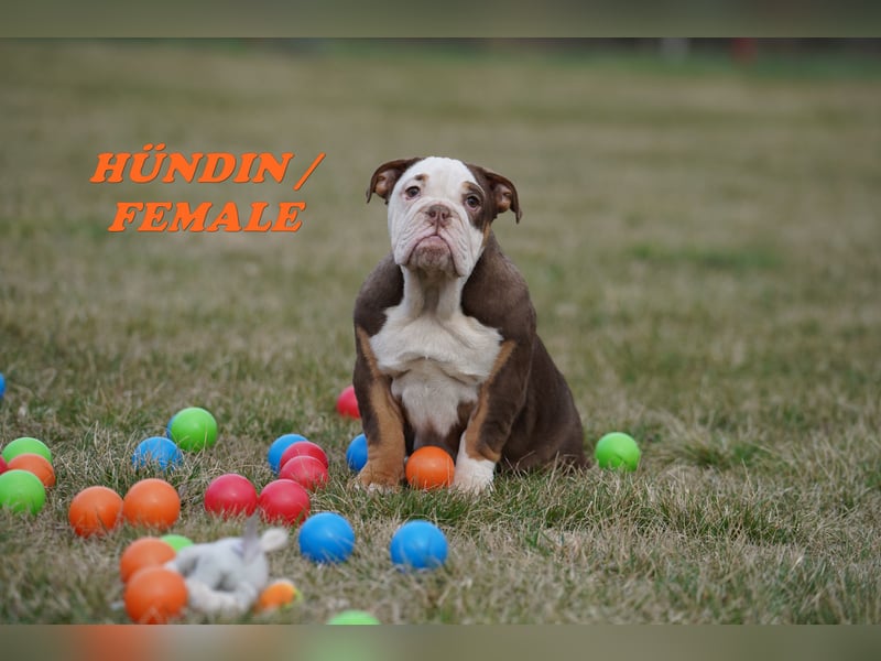 Bezaubernde  & Freiatmende Englische Bulldogge Babys auf Familiensuche