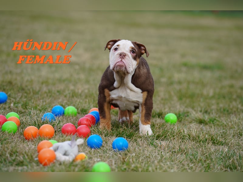 Bezaubernde  & Freiatmende Englische Bulldogge Babys auf Familiensuche