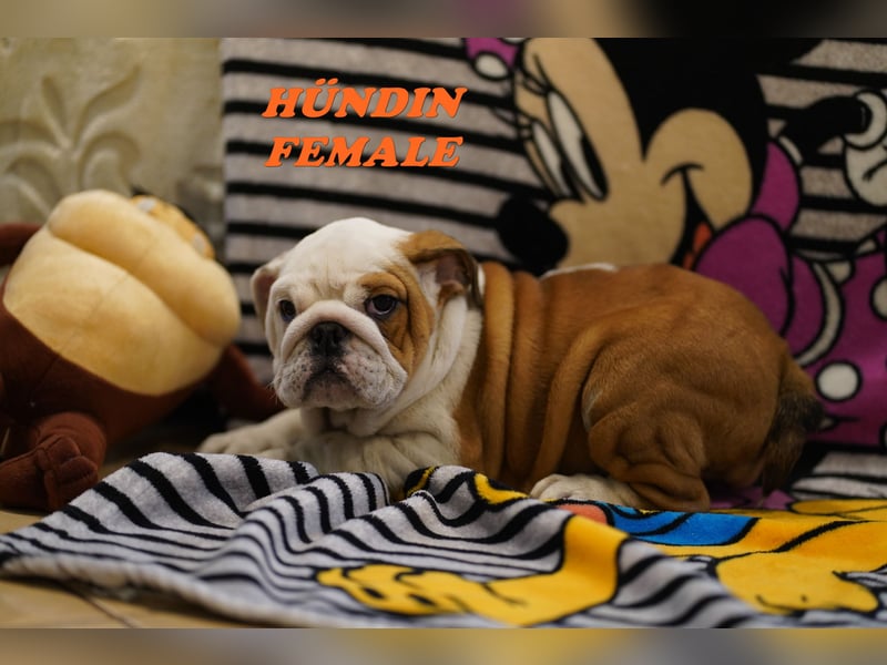 Bezaubernde  & Freiatmende Englische Bulldogge Babys auf Familiensuche