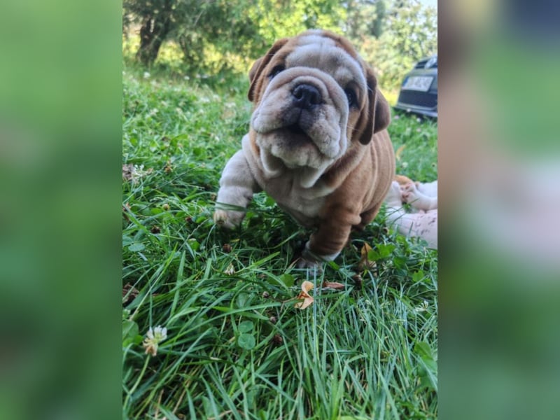 Englische Bulldogge Welpen mit FCI Papiere