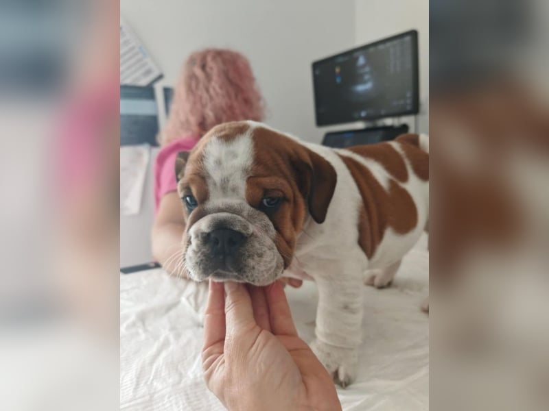 Englische Bulldogge Welpen mit FCI Papiere